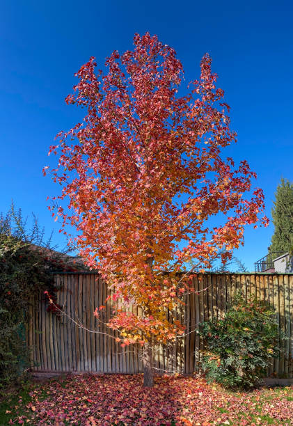 istock Beautiful colored tree with dry red leaves in the fall. 1320071750
