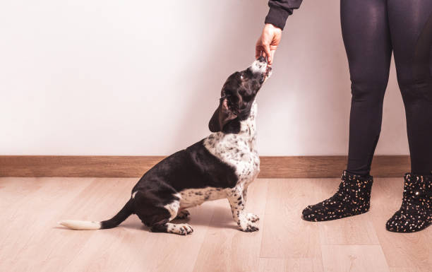 istock A woman whose face cannot be seen takes a bite out of her black and white Basset Hound dog. 1320072575