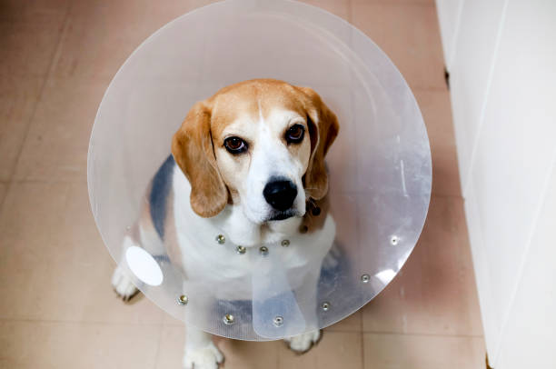 istock Beagle dog wearing an Elizabethan collar 1320073148