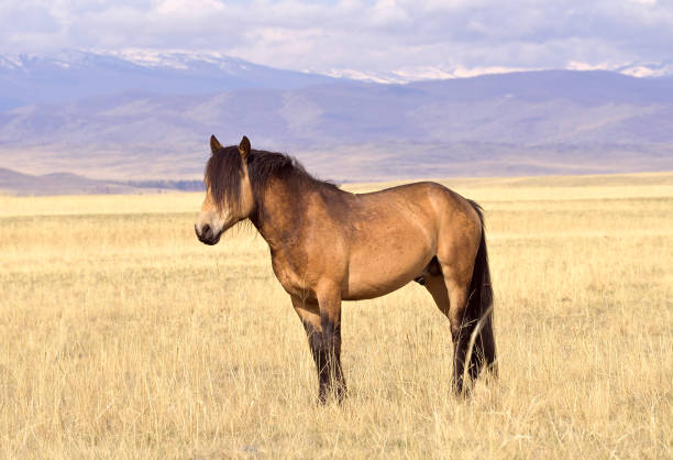 istock Horses in the Altai Mountains 1320074712