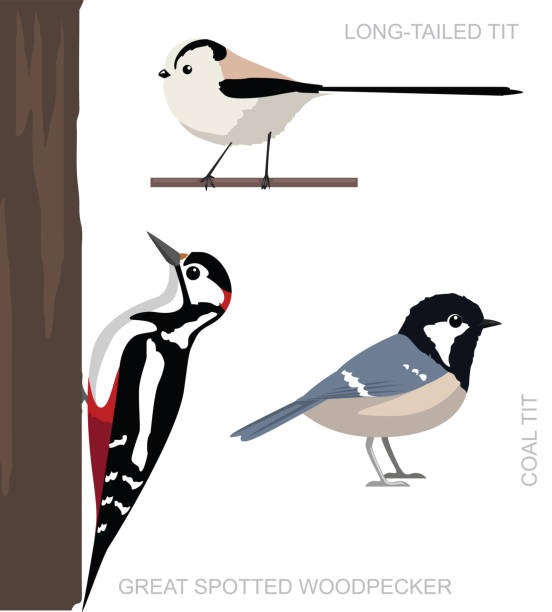 Bird UK Tit Set Cartoon Vector Illustration Animal Cartoon EPS10 File Format dendrocopos major stock illustrations