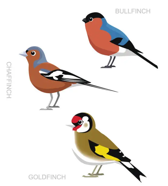 Vector illustration of Bird UK Finch Set Cartoon Vector Illustration