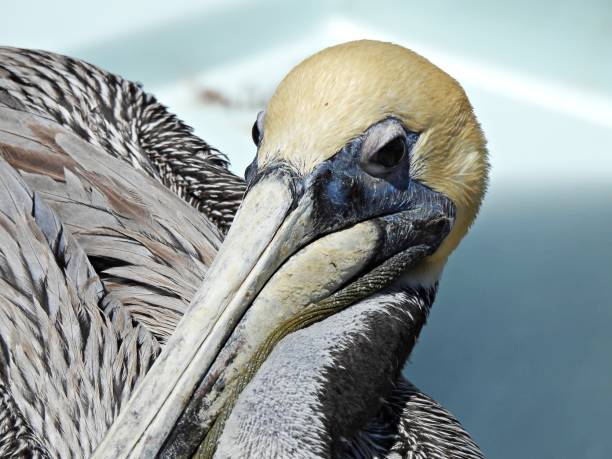 istock Brown Pelican (Pelecanus occidentalis) juvenile - portrait 1320074849