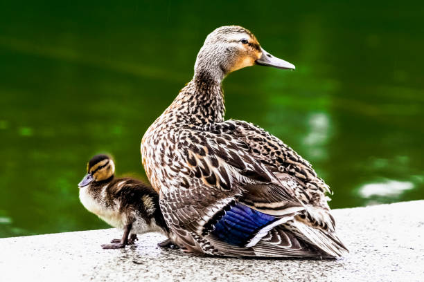 istock Proud Mallard Mom and Duckling 1320077318
