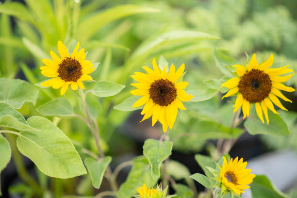 istock Mini sunflowers in the garden 1320077944