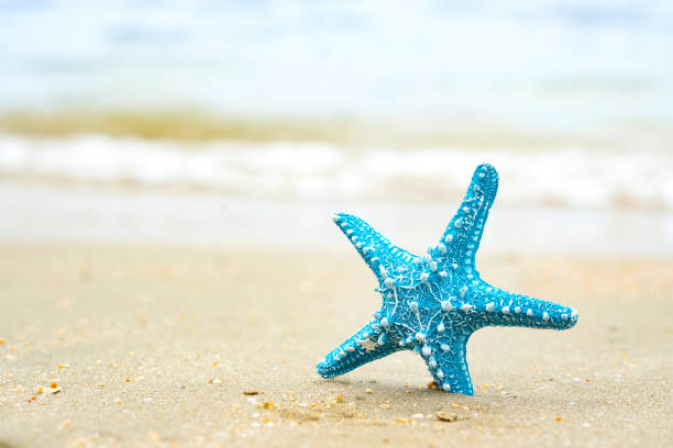 estrellas de mar y olas de agua azul marino increíble en las islas en el mundo - cayman islands fotografías e imágenes de stock