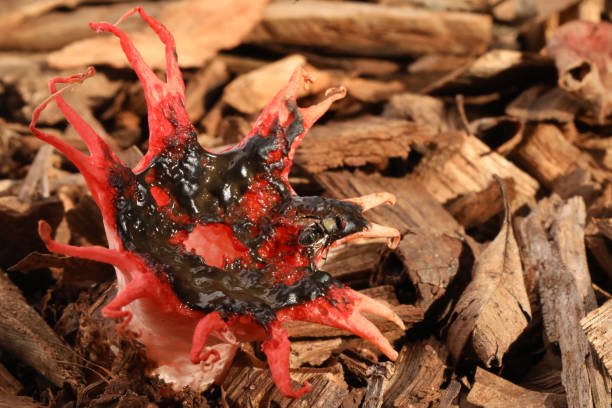 A macro close up of the Australian Stinkhorn fungus with a fly or native bee sitting on it. Red flesh looking smelly foul fungi mushroom with brown carrion smelling slime