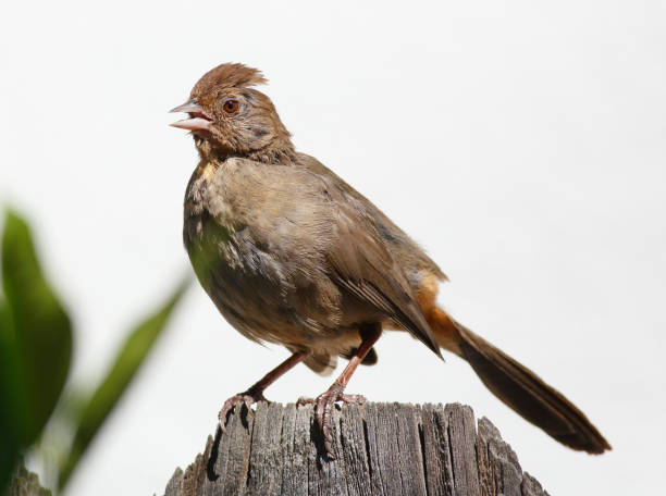 istock California Towhee Perched on a Fence 1320082981