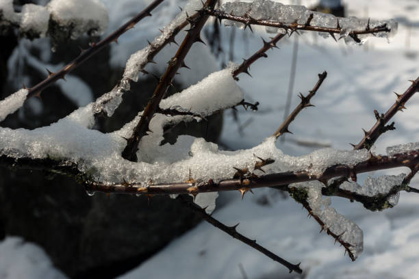 istock Fresh snow on dry branches at Yumthang valley, Sikkim, India 1320083951