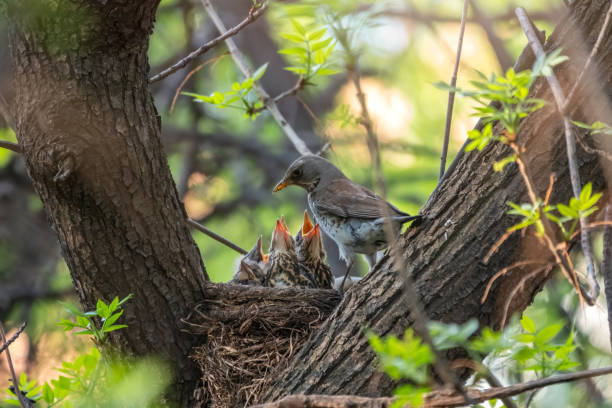 istock Thrush fieldfare, Turdus pilaris, in a nest with chicks 1320084670