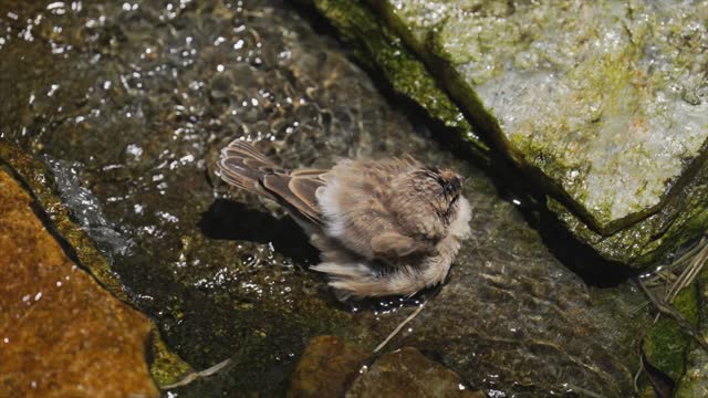 small brown bird bird bath in stream slow motion