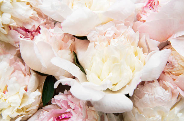istock Peony flowers as a natural background 1320085669
