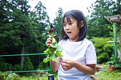 庭から大根を摘む若い女の子