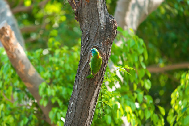 istock Taiwan Barbet(Psilopogon nuchalis) stands in its tree cave nest. 1320089509