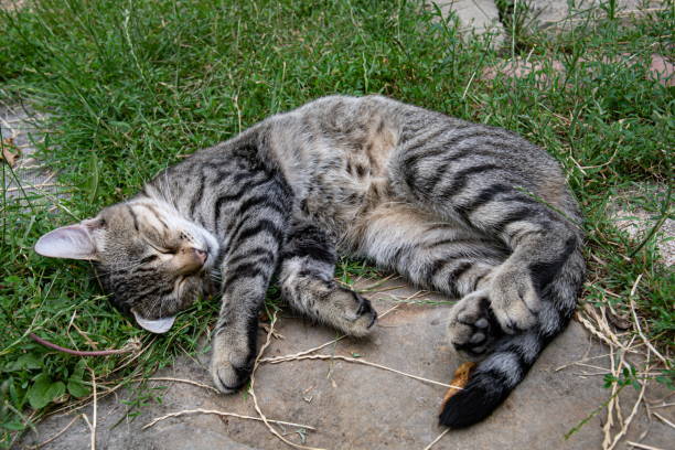 istock Top view young grey tabby cat with closed eyes curl up sleeping among green grass outdoor 1320091886