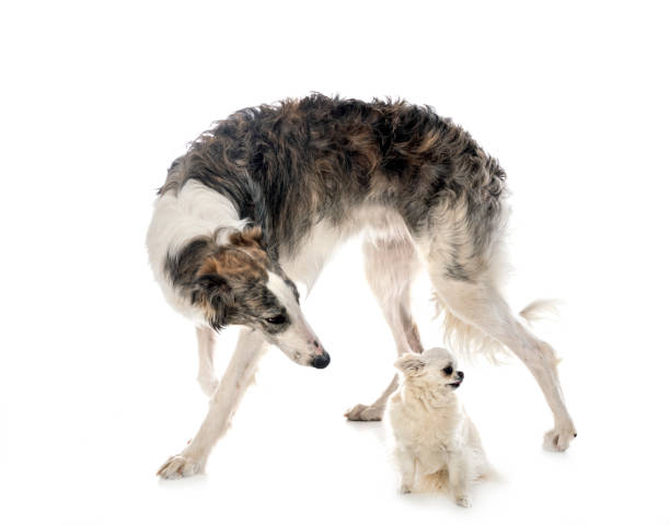 istock young borzoi and chihuahua 1320094134
