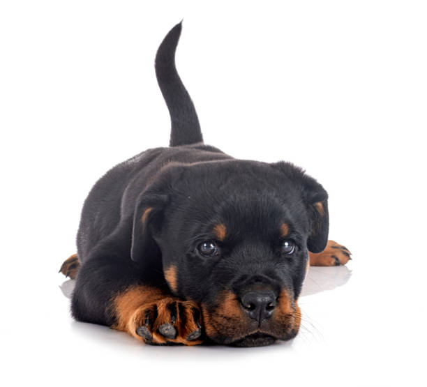 puppy rottweiler