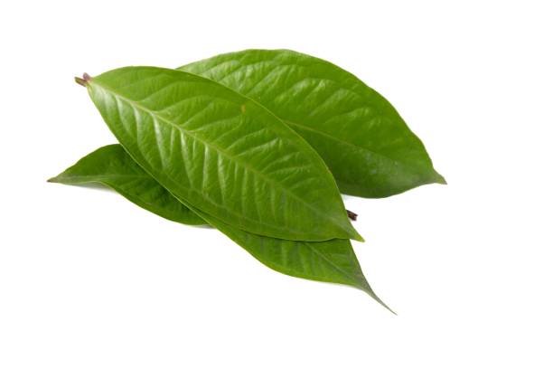 istock Water guava leaf isolated on white background 1320095137