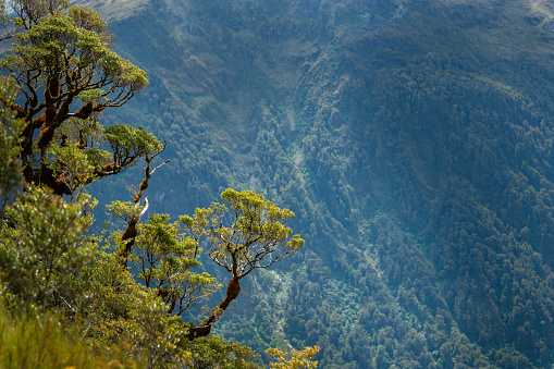 Beech forest against the mountain background at Routeburn Track, South Island