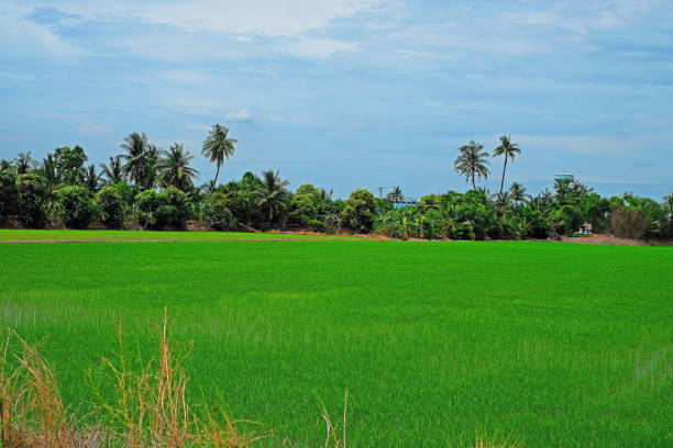 istock Green rice field before coconut and other trees on blue sky background 1320096255