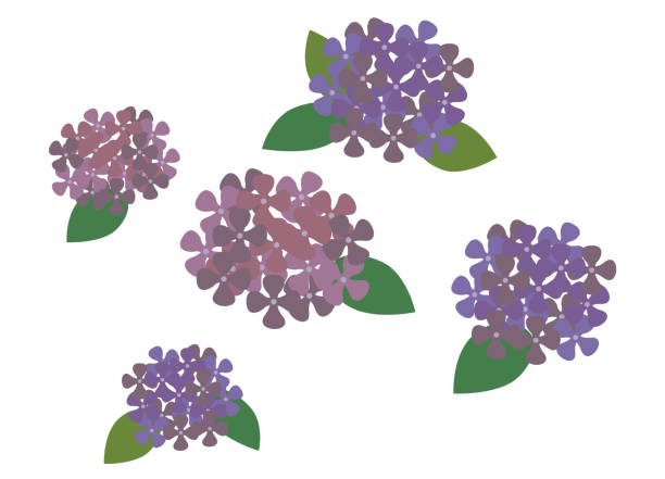 ilustrações de stock, clip art, desenhos animados e ícones de five hydrangea flowers with leaves - hydrangea gardening blue ornamental garden