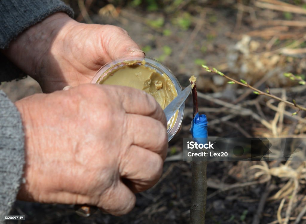 Propagating Fruit Trees A Gardener Is Grafting A Fruit Tree Wrapping The  Rootstock With A Tape And Sealing A Scion With Grafting Wax Stock Photo -  Download Image Now - iStock