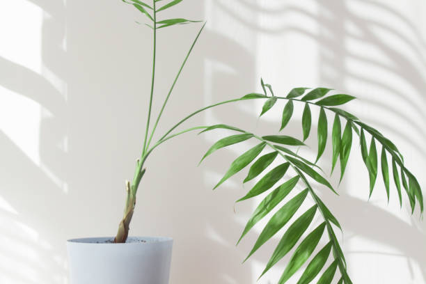 istock Palm leaves and shadows on a white wall in sunlight during the day. Minimalistic modern still life in white and green 1320097150