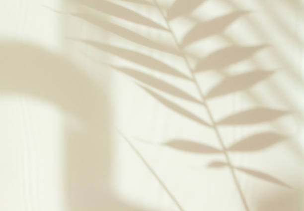 istock Abstract white shadow of a palm leaf on a white wall. Background with empty copy space for your design. Monochrome and minimalistic background with sunlight 1320097206