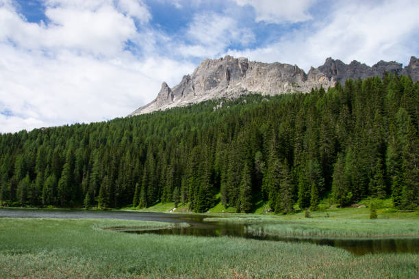istock forests in the Dolomites in the summer months 1320098068