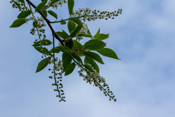 istock Blooming flower buds and blossoms on a Canada red cherry tree 1320098079