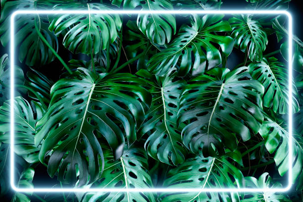 istock Lush foliage monstera leaves background with a square led neon light, 80's retro style 1320099209