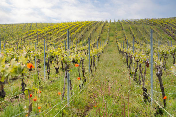 istock Champagne vineyards France 1320099252