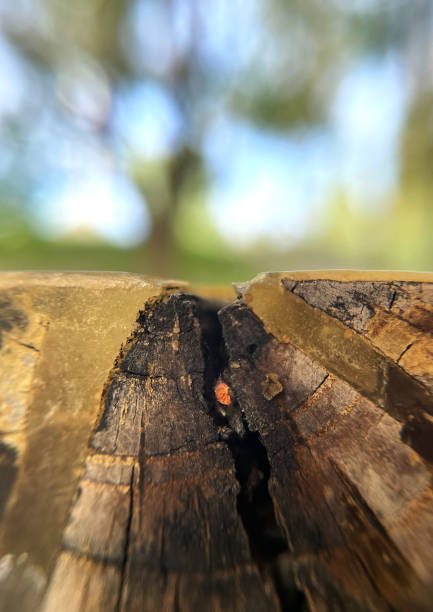 istock Close-up of a saw cut from a tree with a blurred background. Texture. 1320099380