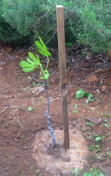 Fig Ree Sapling 1,300+ Seedlings Of The Fig Tree Stock Photos, Pictures & Royalty-Free ...