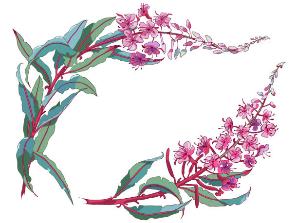 ilustraciones, imágenes clip art, dibujos animados e iconos de stock de té de hierbas de sauce, planta medicinal ivan-tea. rama de flor de algas sobre fondo blanco. - adelfilla