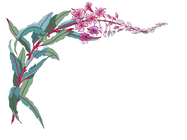 Fireweed Vector 180+ Fireweed Flowers Backgrounds Stock Illustrations, Royalty-Free ...