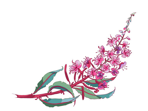 Fireweed Vector 170+ Fireweed Background Stock Illustrations, Royalty-Free Vector ...