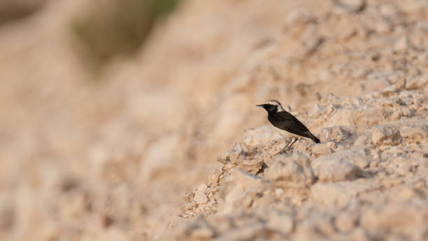 Black-eared Wheatear found in qatar during summer season . selective focus Black-eared Wheatear found in qatar. selective focus oenanthe hispanica stock pictures, royalty-free photos & images