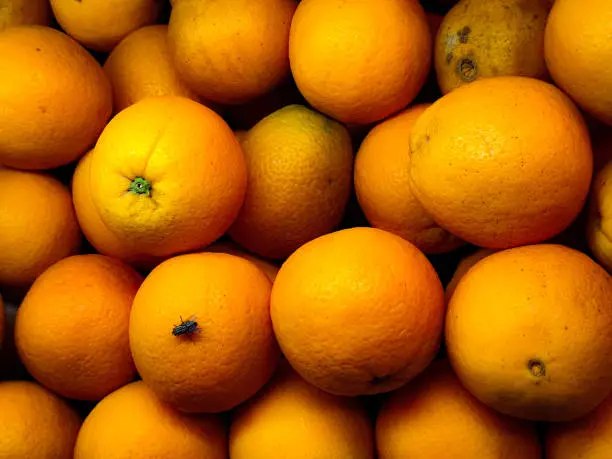 a collection of fresh oranges that will be brought to the market