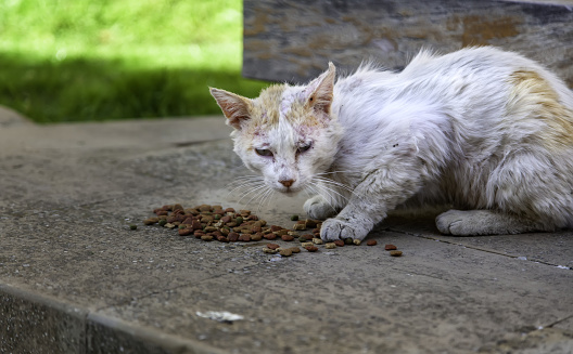 Cat injured and abandoned in the street, veterinary infection, abuse