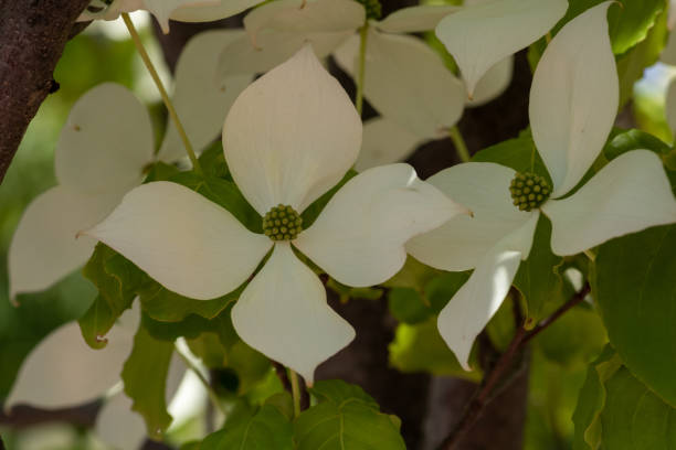 istock White flowers in full bloom in summer 1320101506