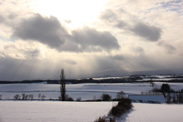 istock Poplar tree standing in the snow field 1320101510