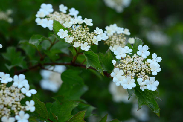 viburnum trilobum, or highbush cranberry in white blossom in spring. a close-up on white beautiful viburnum inflorescences, viburnum trilobum flowers. - viburnum imagens e fotografias de stock