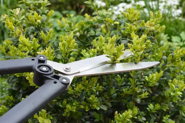 A close-up on pruning boxwood shrubs, box hedging. Trimming, cutting boxwood, buxus bush, hedge with sharp hedge shears.