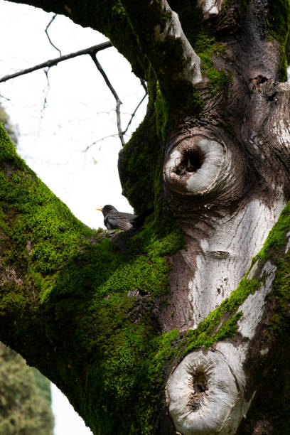 istock Tree trunk and moss in the forest. A small bird in the background 1320103196