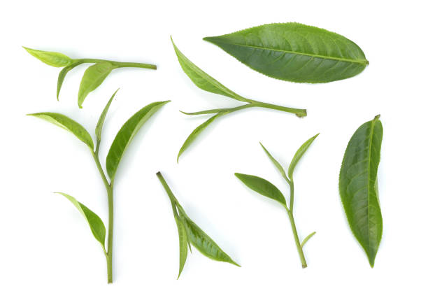 vue de dessus de la feuille de thé vert isoalée sur fond blanc - green tea photos et images de collection