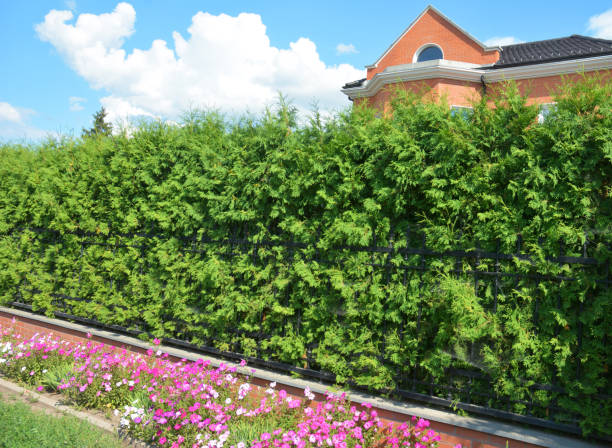 A wrought iron, cast iron fence with a thick emerald green thuja, arborvitae green hedge, privacy hedge and a narrow flowerbed with petunia flowers with a modern house behind.