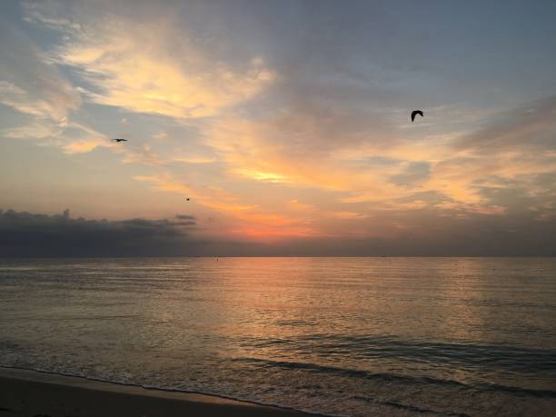 istock Dawn with Pelicans and Seagulls in Spring at Miami Beach, Florida. 1320104102