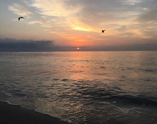 istock Sunrise with Pelicans and Seagulls in Spring at Miami Beach, Florida. 1320104119