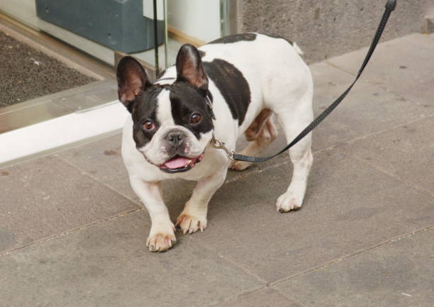 istock english bulldog  puppy concept fun 1320104227